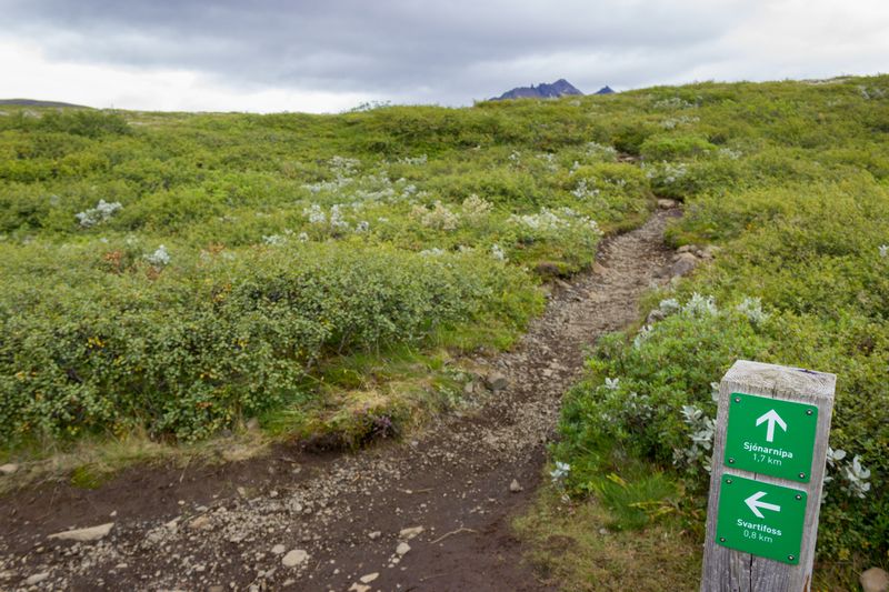 Islandia 2015: Cataratas, volcanes, cráteres y glaciares en campervan - Blogs de Islandia - Día 5: Skaftafell, Jokursálón y Fjallsárlón con sorpresa incluida (8)