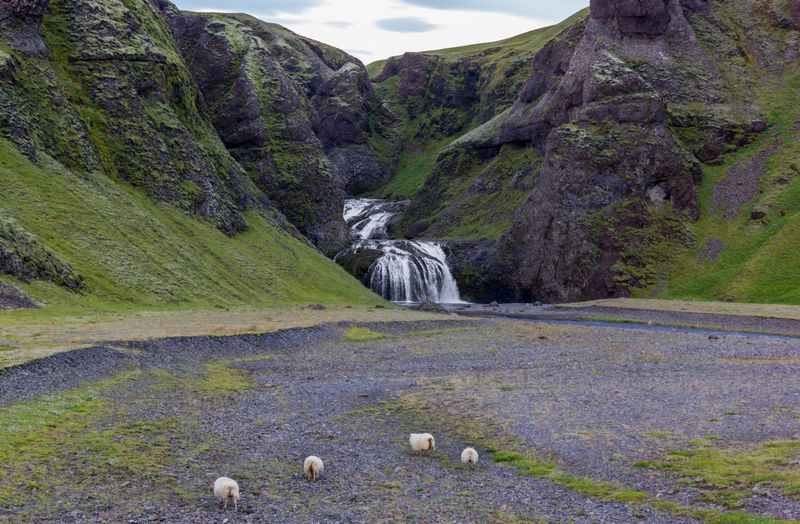 Día 5: Skaftafell, Jokursálón y Fjallsárlón con sorpresa incluida - Islandia 2015: Cataratas, volcanes, cráteres y glaciares en campervan (5)