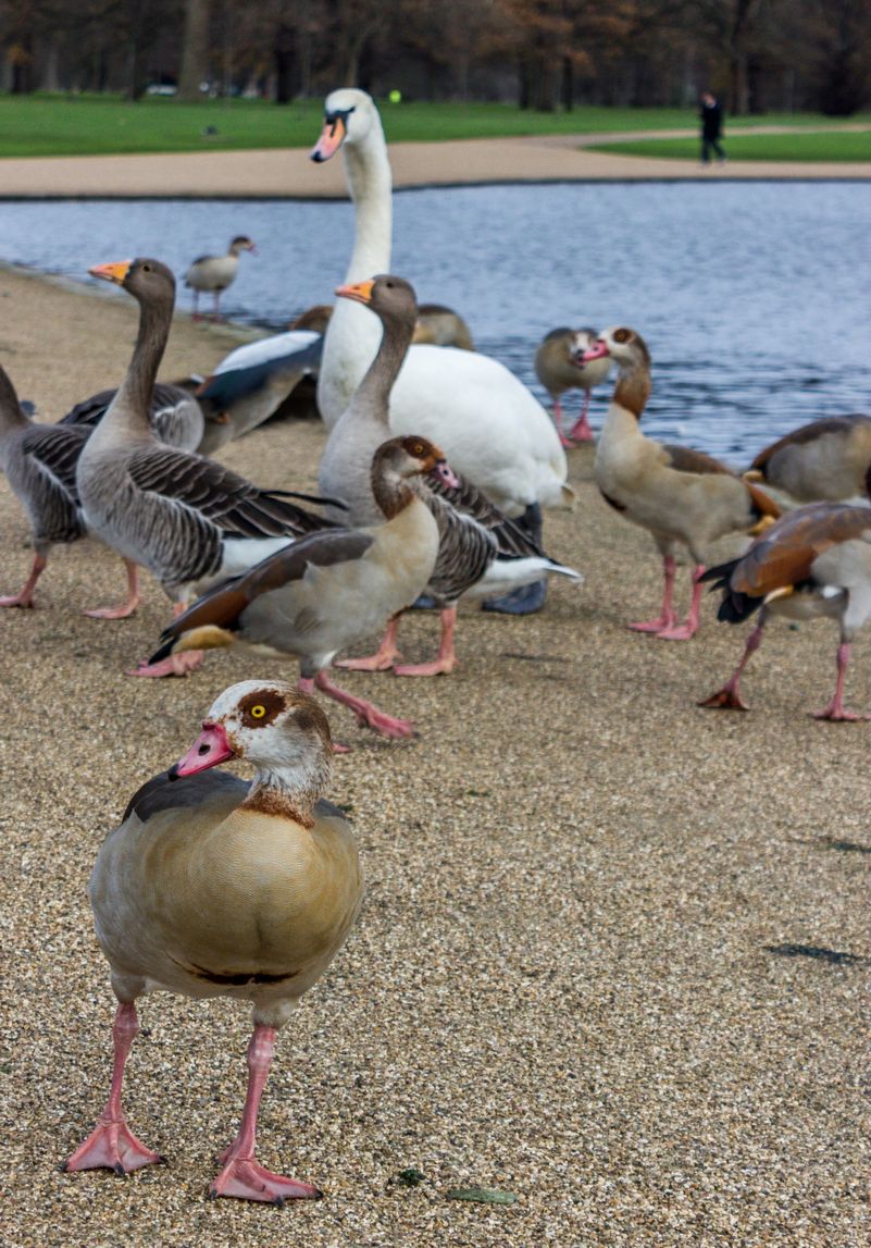 Seis días en Londres en diciembre de 2015 - Blogs de Reino Unido - Día 4: Hyde Park, Camden Market y las vistas desde el Sky Garden (7)