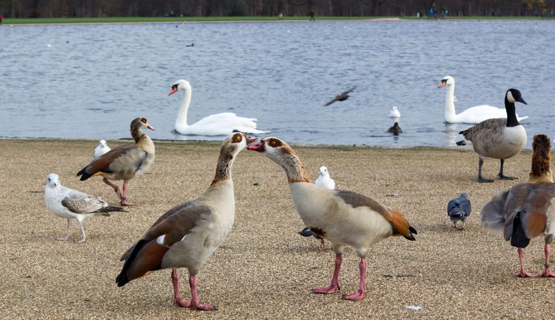 Seis días en Londres en diciembre de 2015 - Blogs de Reino Unido - Día 4: Hyde Park, Camden Market y las vistas desde el Sky Garden (6)