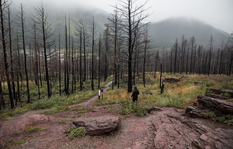 Rocosas de Canadá (más Seattle y Glacier National Park) 2016 - Blogs de Canada - Día 18: Llegamos a Glacier National Park... bajo la lluvia (12)