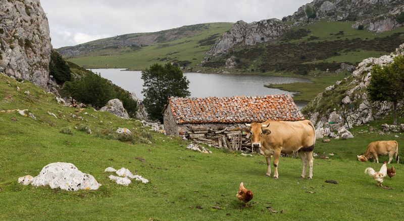 La verde Asturias - Blogs de España - Día 2: Picos de Europa - Lagos de Covadonga (27)