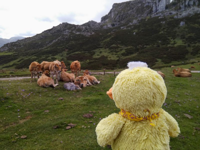La verde Asturias - Blogs de España - Día 2: Picos de Europa - Lagos de Covadonga (20)
