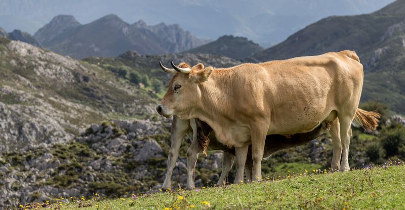 La verde Asturias - Blogs de España - Día 2: Picos de Europa - Lagos de Covadonga (18)