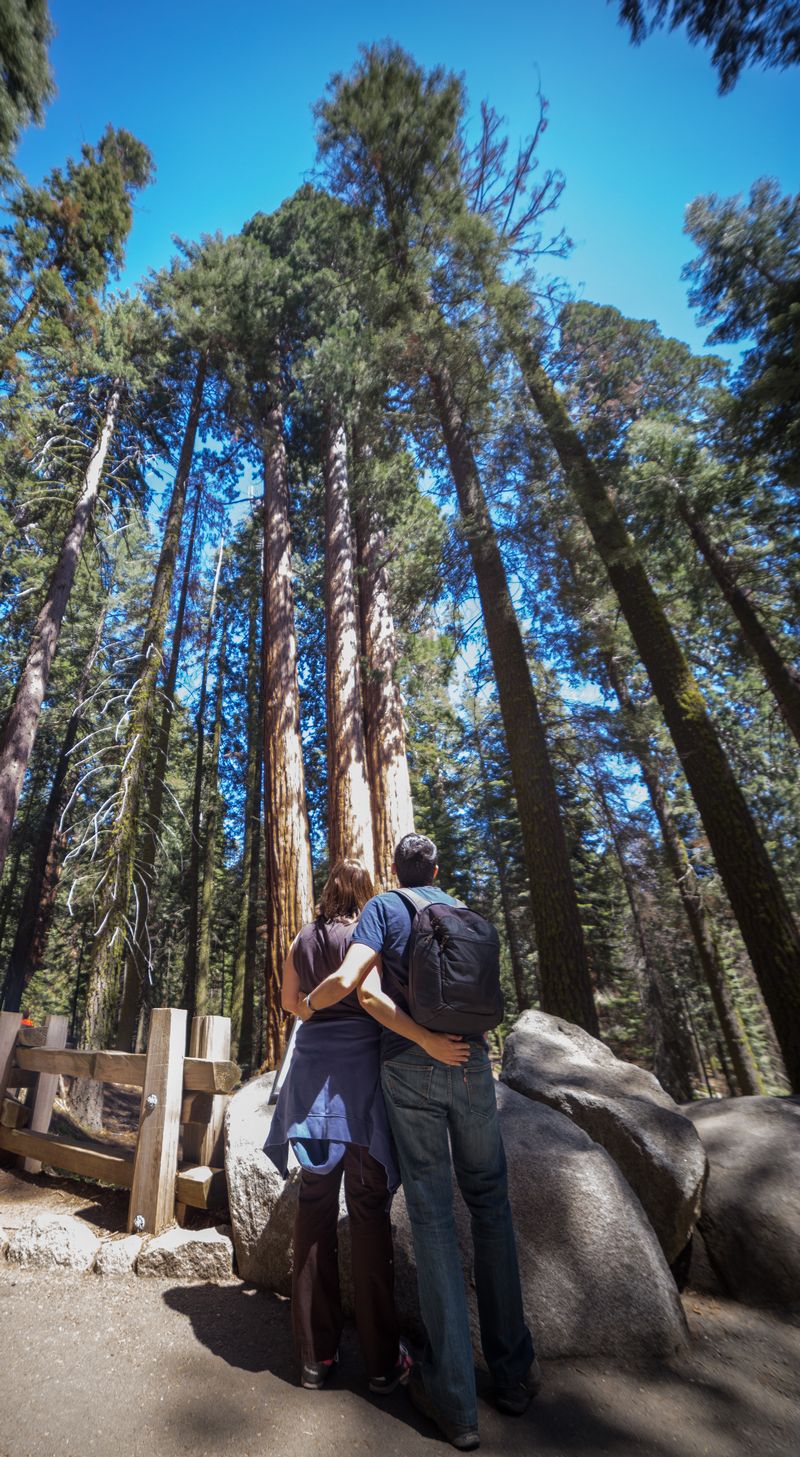 Yosemite 2017 - Blogs de USA - Día 5: Sequoia: Giant Forest, General Sherman y Moro Rock (11)