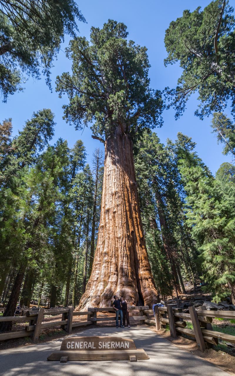 Yosemite 2017 - Blogs de USA - Día 5: Sequoia: Giant Forest, General Sherman y Moro Rock (8)