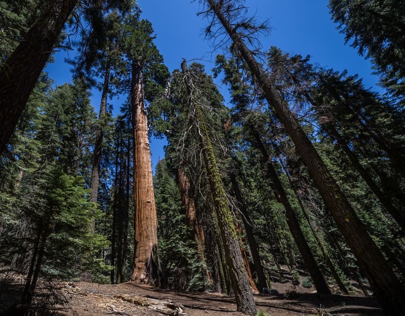 Yosemite 2017 - Blogs de USA - Día 5: Sequoia: Giant Forest, General Sherman y Moro Rock (6)