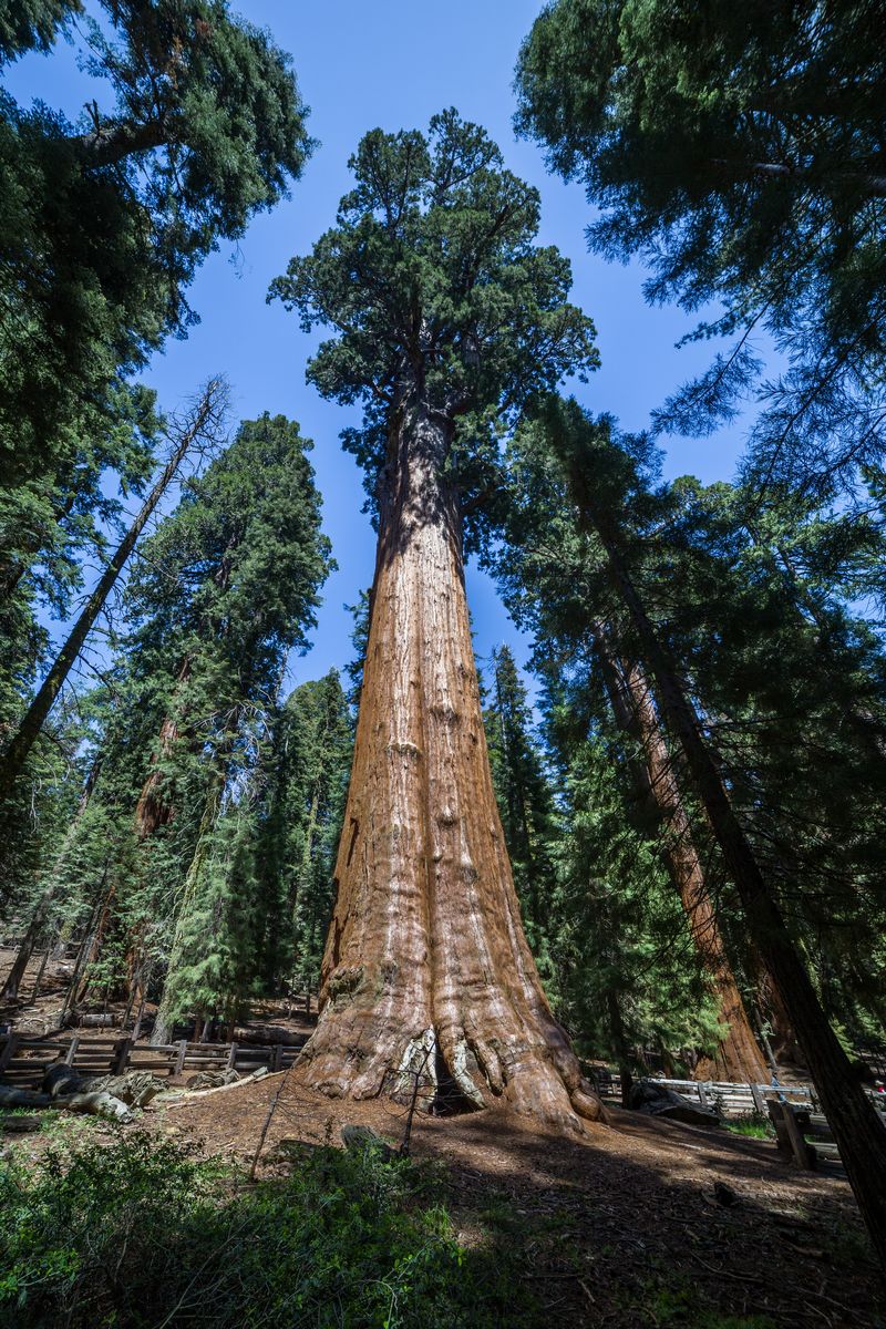 Yosemite 2017 - Blogs de USA - Día 5: Sequoia: Giant Forest, General Sherman y Moro Rock (9)