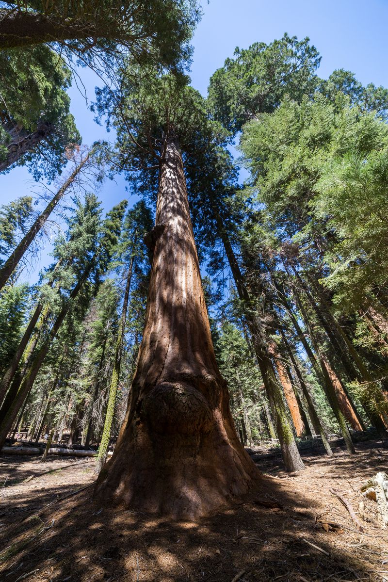 Yosemite 2017 - Blogs de USA - Día 5: Sequoia: Giant Forest, General Sherman y Moro Rock (7)