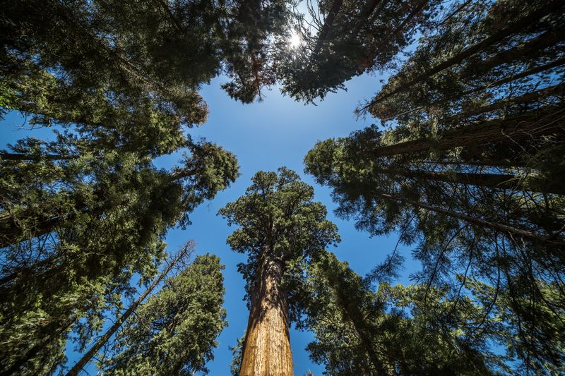 Yosemite 2017 - Blogs de USA - Día 5: Sequoia: Giant Forest, General Sherman y Moro Rock (10)