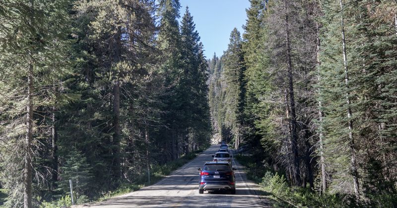 Yosemite 2017 - Blogs de USA - Día 5: Sequoia: Giant Forest, General Sherman y Moro Rock (19)