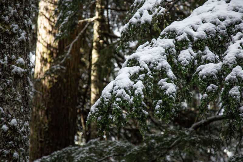 Diario de un pseudofiasco: Noroeste de EEUU en otoño 2018 - Blogs de USA - Día 6: Las nieves de Cascade Pass (9)