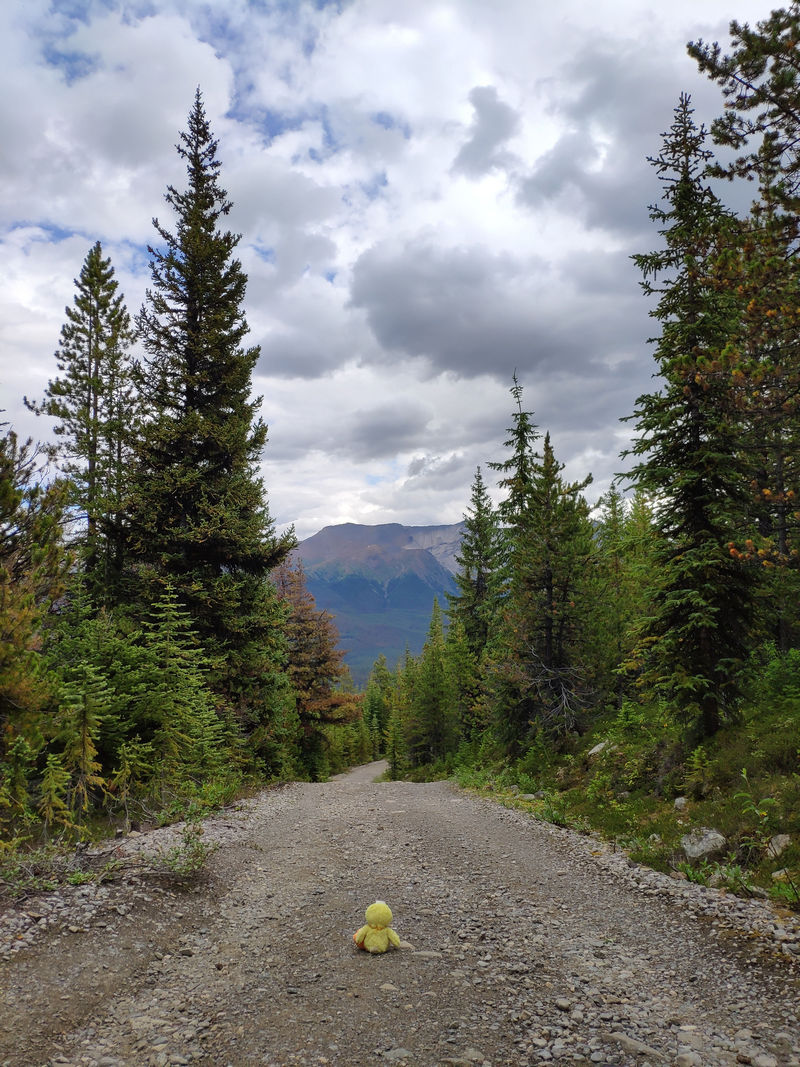 Día 4: Maligne Lake desde Bald Hills y atardecer en Pyramid Lake - Volvemos a las Rockies 2019 (16)