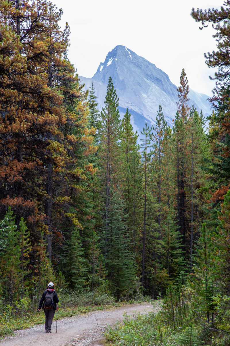 Día 4: Maligne Lake desde Bald Hills y atardecer en Pyramid Lake - Volvemos a las Rockies 2019 (17)
