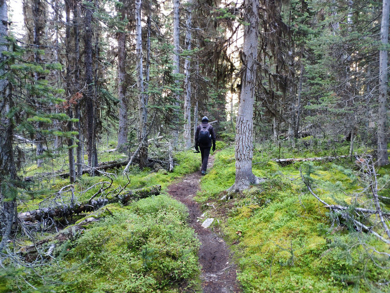 Volvemos a las Rockies 2019 - Blogs de Canada - Día 8: Un día en Yoho con Lake O'Hara, Opabin Prospect y Lake Oesa (3)