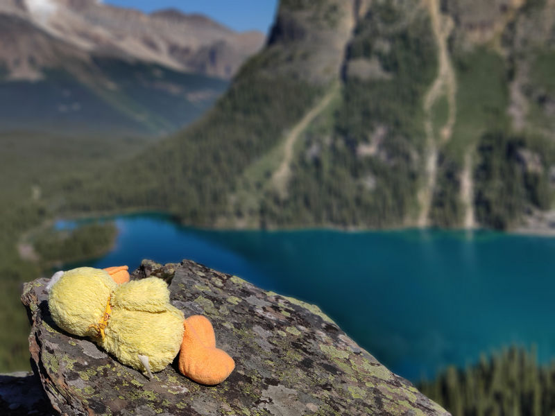 Volvemos a las Rockies 2019 - Blogs de Canada - Día 8: Un día en Yoho con Lake O'Hara, Opabin Prospect y Lake Oesa (7)