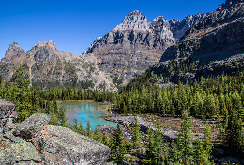 Volvemos a las Rockies 2019 - Blogs de Canada - Día 8: Un día en Yoho con Lake O'Hara, Opabin Prospect y Lake Oesa (8)