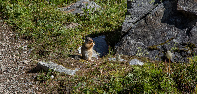 Volvemos a las Rockies 2019 - Blogs de Canada - Día 8: Un día en Yoho con Lake O'Hara, Opabin Prospect y Lake Oesa (9)