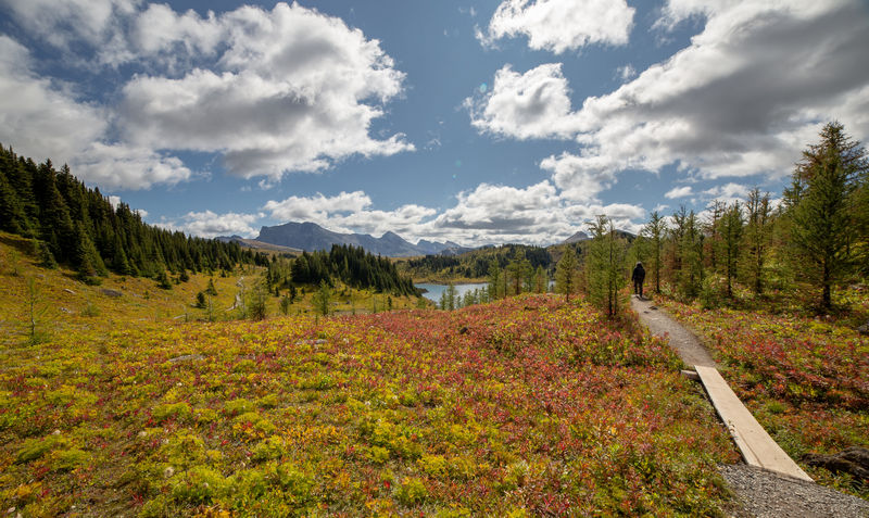 Volvemos a las Rockies 2019 - Blogs de Canada - Día 9: Sunshine Meadows y rumbo a Montana (5)