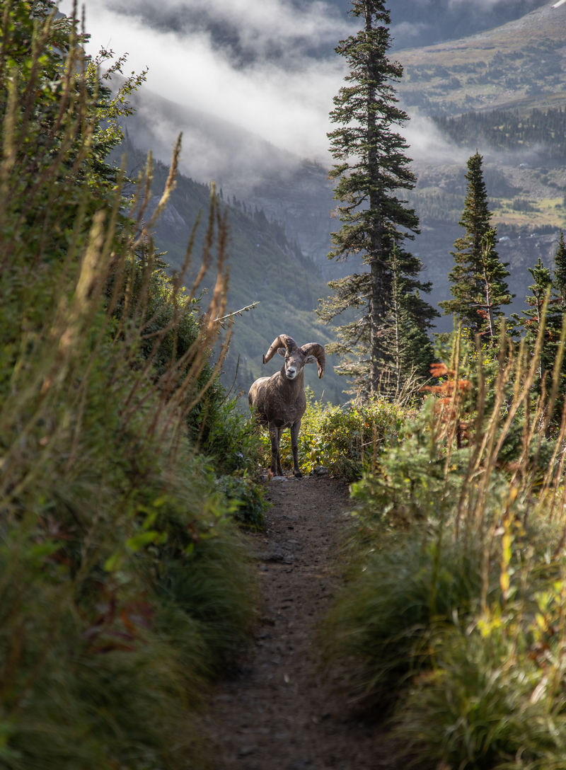 Día 12: Haystack Pass, McDonald Falls y abandonamos Glacier - Volvemos a las Rockies 2019 (13)