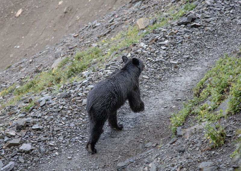 Día 12: Haystack Pass, McDonald Falls y abandonamos Glacier - Volvemos a las Rockies 2019 (14)