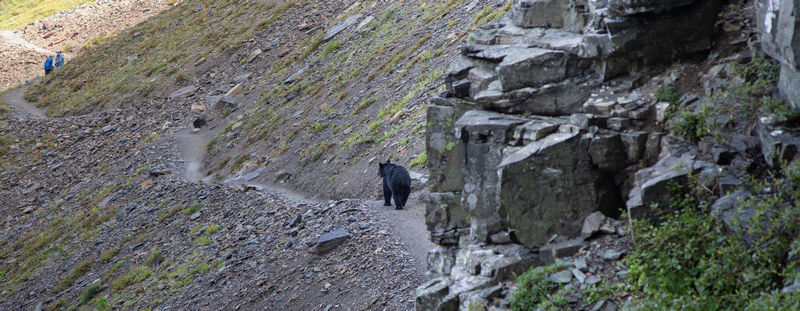 Día 12: Haystack Pass, McDonald Falls y abandonamos Glacier - Volvemos a las Rockies 2019 (15)